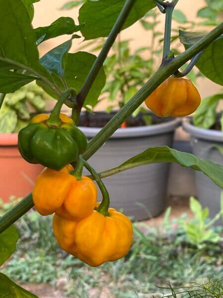 Scotch Bonnet Orange